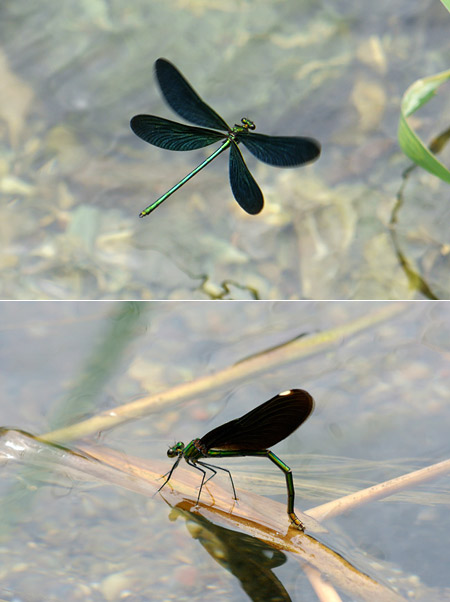 アオハダトンボの産卵
