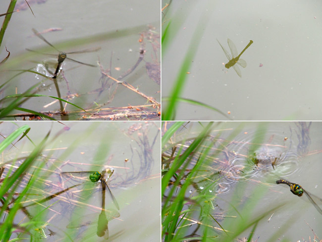 オオヤマトンボ