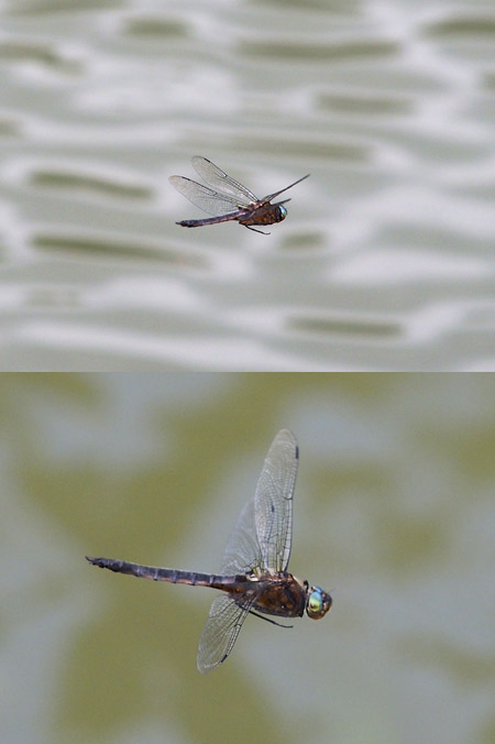 オオトラフトンボ