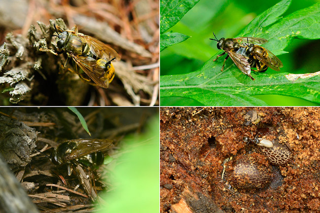 トビイロケアリの巣に寄生するアリノスアブ