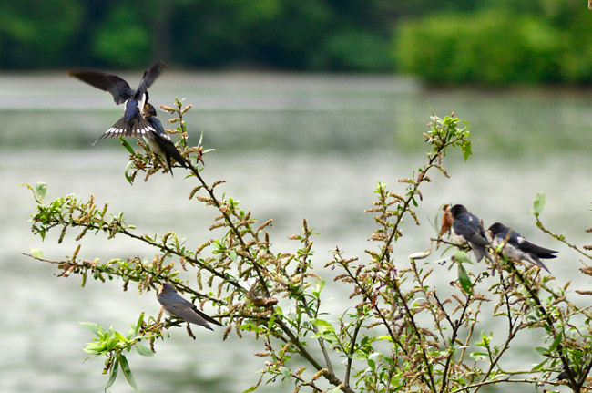 ツバメの巣立ち雛