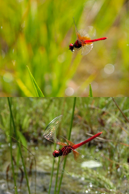 ハッチョウトンボが餌をとった