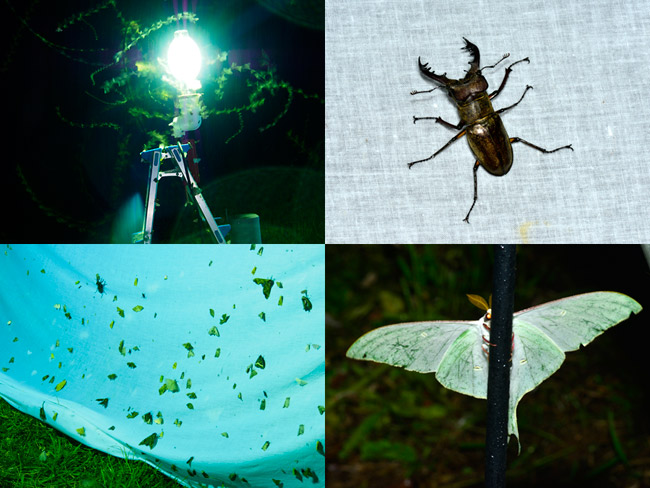 灯火に集まる虫