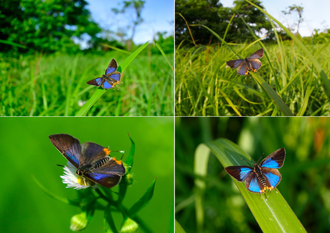 キマダラルリツバメ