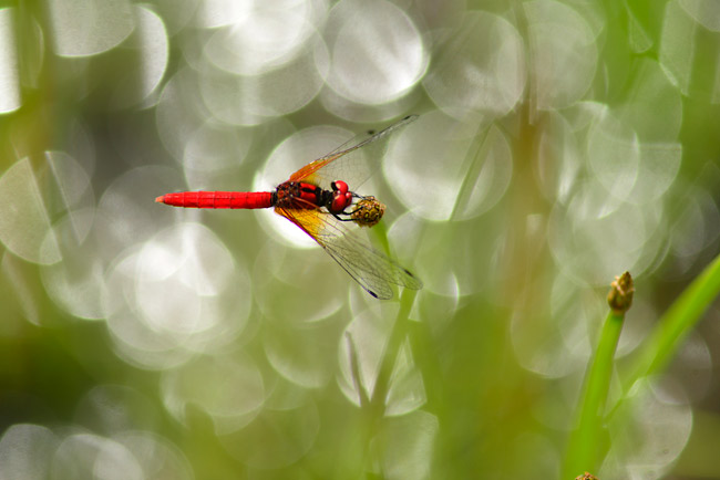 ハッチョウトンボの生息地