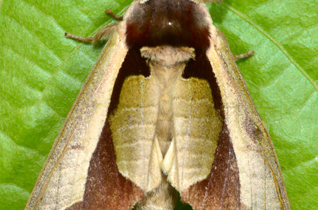 ムラサキシャチホコの顔のような模様