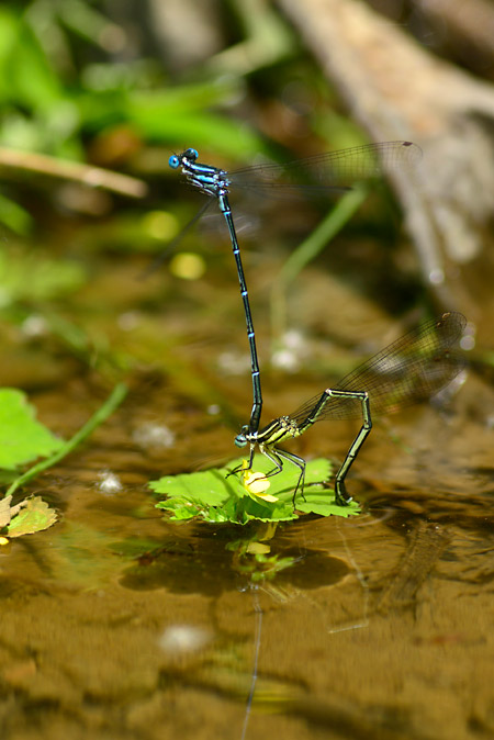 アマゴイルリトンボ、ネイチャーガイド日本のトンボ