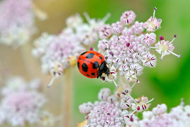 ココノホシテントウ