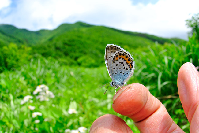 手にとまるヒメシジミ