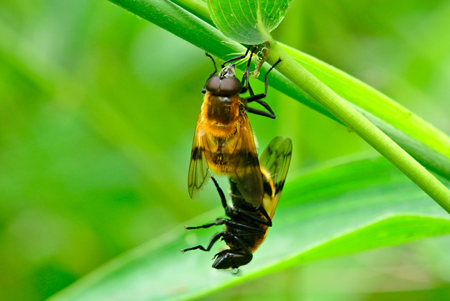 ベッコウハナアブの交尾