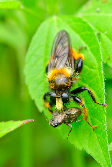 コメツキムシを捕らえたオオイシアブ