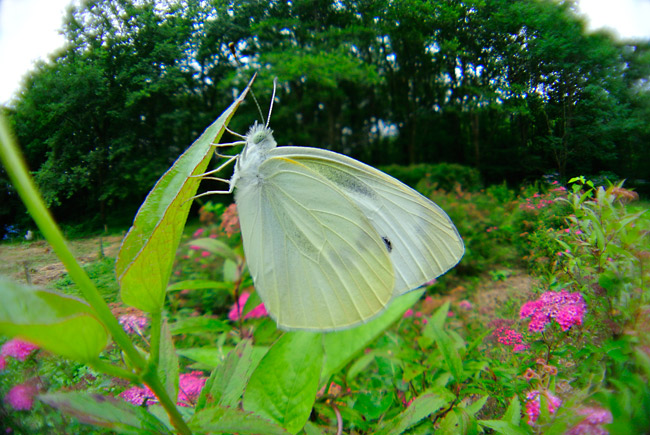 ニコン1V1に魚露目を付ける