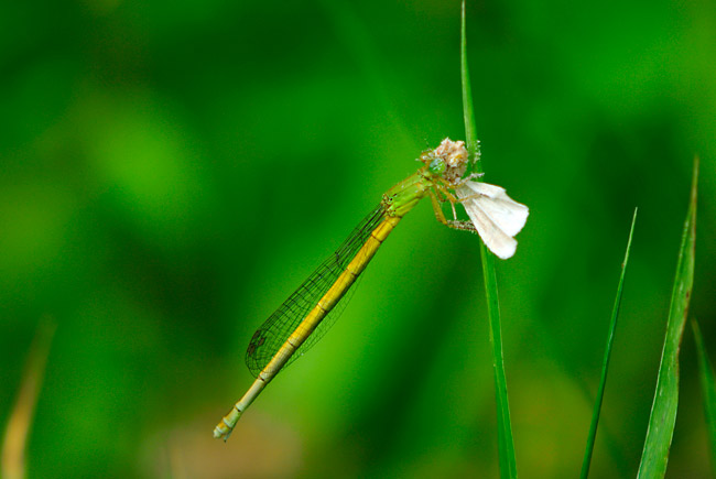 ガを食べるキイトトンボ
