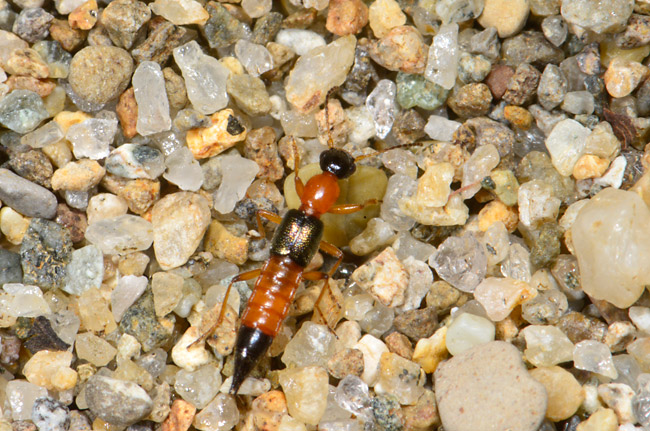 アオバアリガタハネカクシ