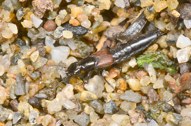 ウミベアカバハネカクシ