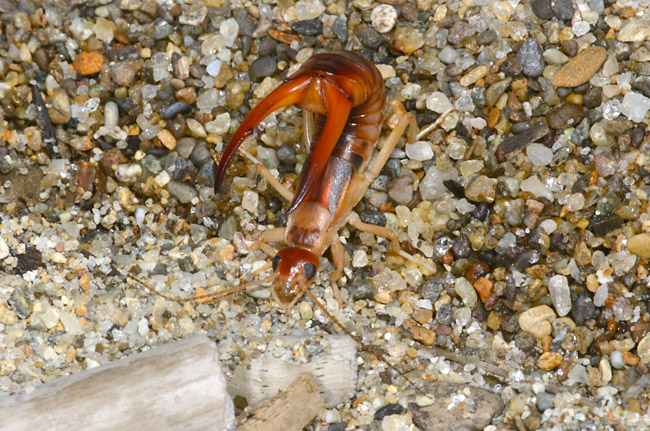 オオハサミムシ