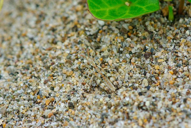 ヤマトマダラバッタの幼虫