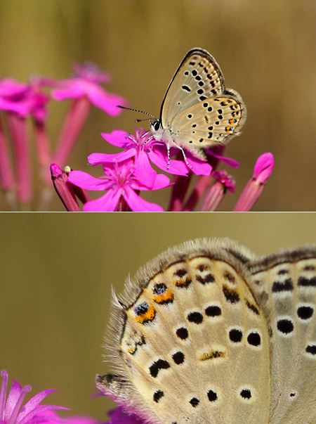 小さな撮像素子