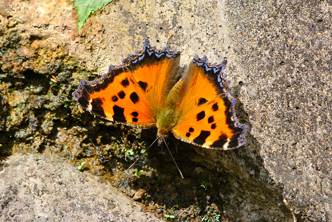 ヒオドシチョウ