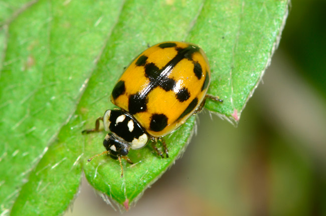 ルイステントウ