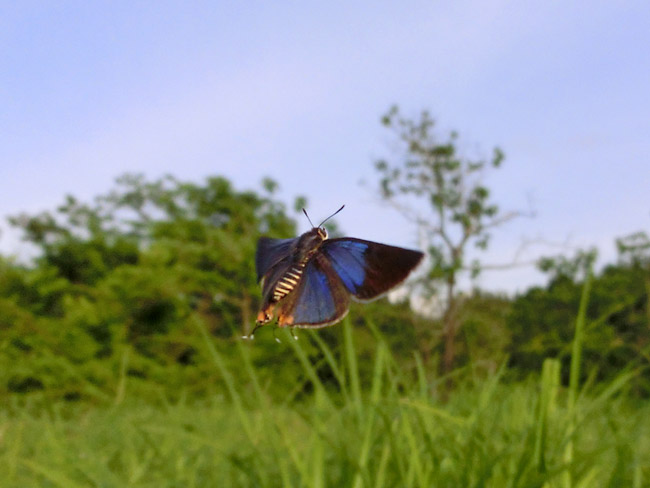 キマダラルリツバメの飛翔