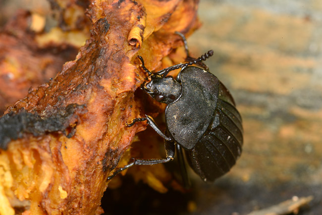 キノコを食べるオオヒラタシデムシ