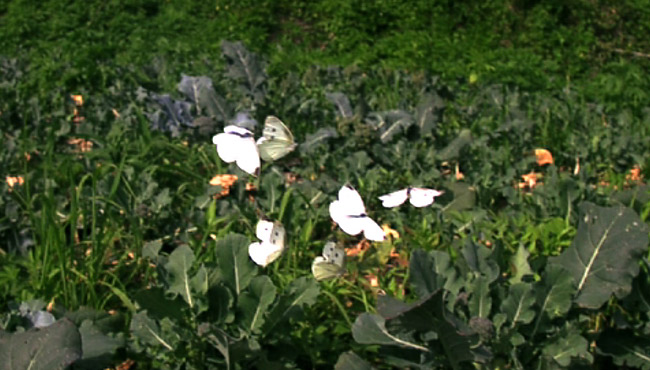 モンシロチョウがいっぱい