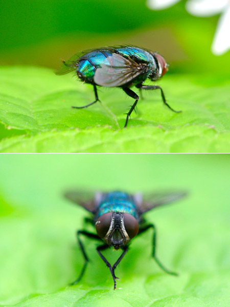 翅の掃除　キンバエ