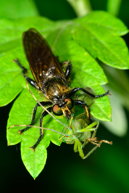 ムシヒキアブの仲間