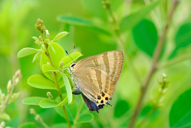 トラフシジミの産卵