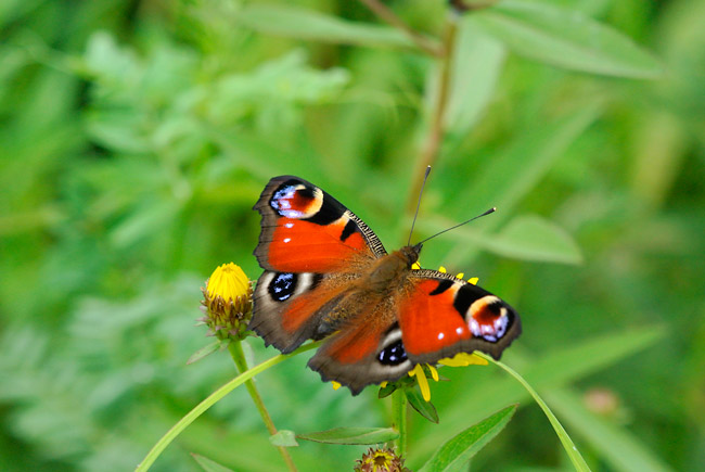綺麗なクジャクチョウ