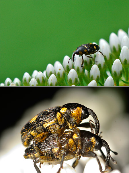 ニコン１V1で高倍率撮影