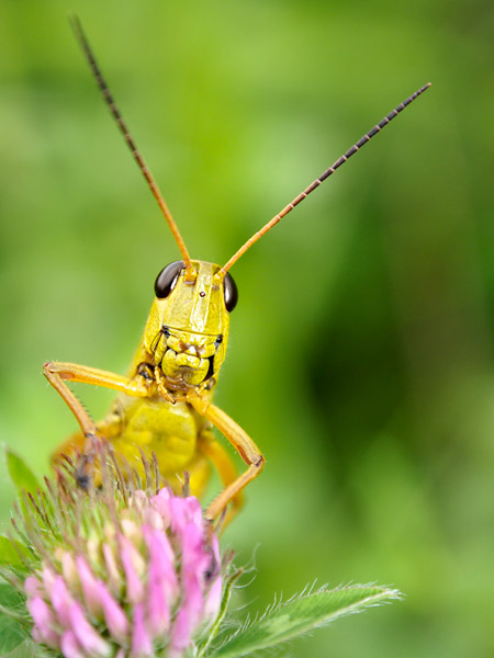 ツマグロイナゴ