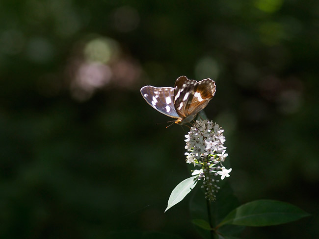 メスグロヒョウモンのメス