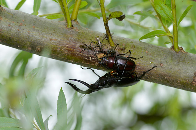 ノコギリクワガタ