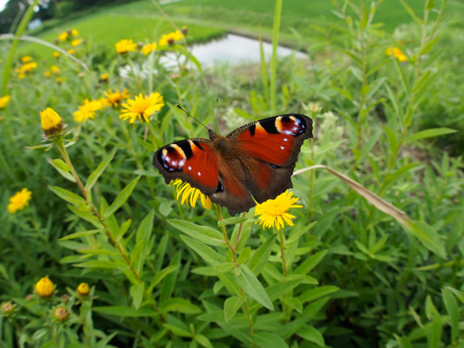 クジャクチョウをFCONで