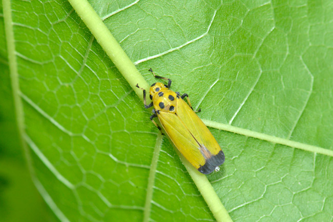 ツマグロオオヨコバイ