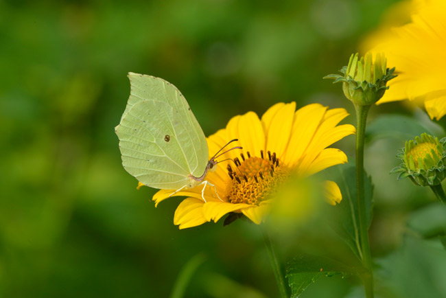 スジボソヤマキチョウ