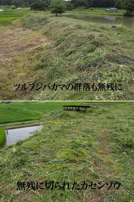 無残な草刈り