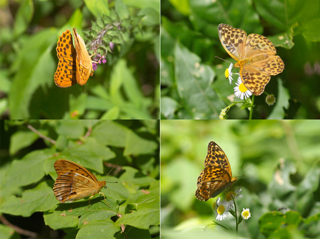 メスグロヒョウモンのオスとミドリヒョウモンのメス