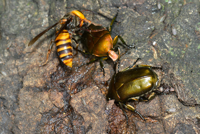 カナブンを追い出すスズメバチ
