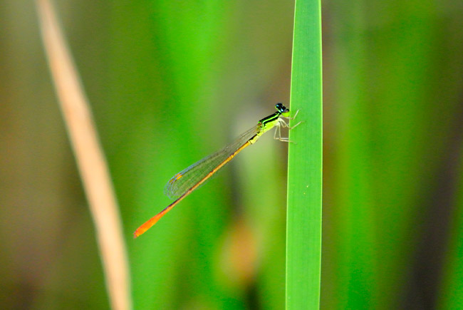 モートンイトトンボ