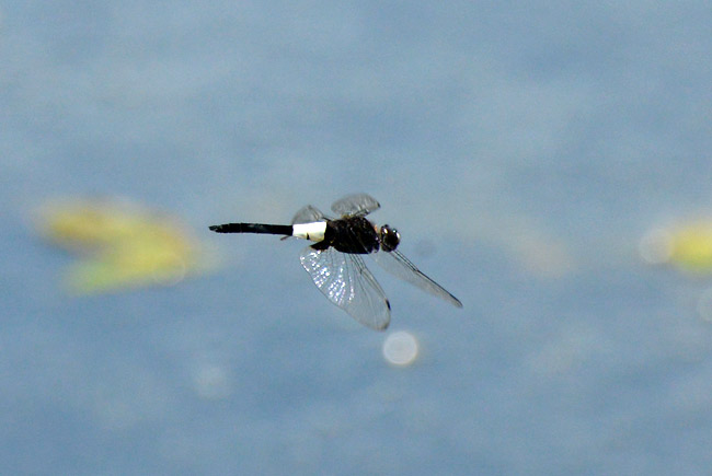 コシアキトンボ