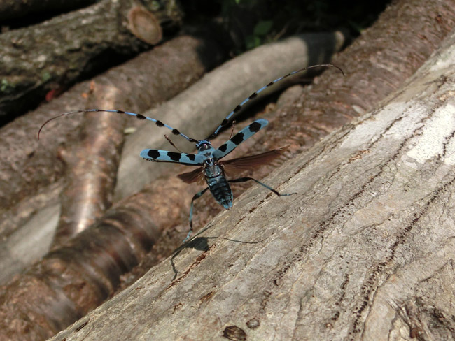 ルリボシカミキリ