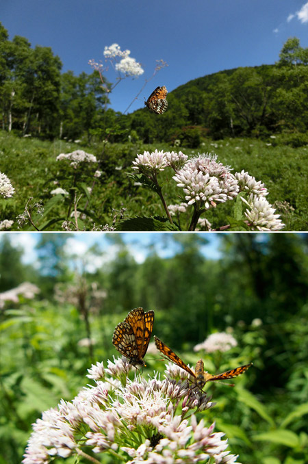 コヒョウモンモドキ