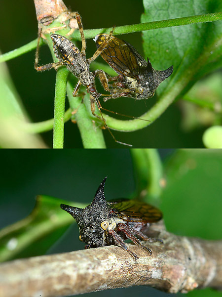 サシガメに喰われるニトベツノゼミ
