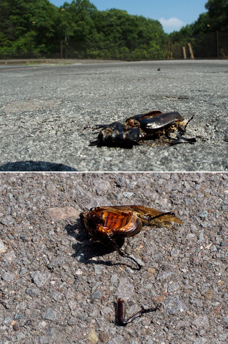 カブトムシの死