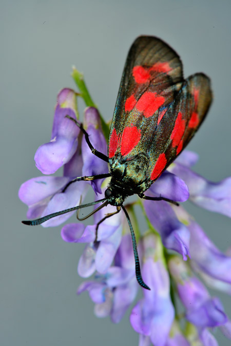 ミラーレスカメラと一眼レフ
