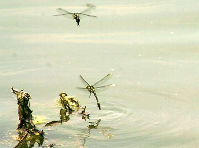 ウチワヤンマの交尾産卵