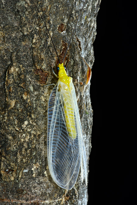 オオフトヒゲクサカゲロウ
